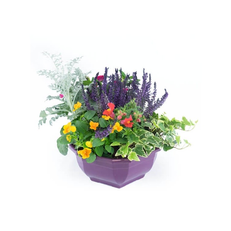 Image de Vénus, coupe de plantes colorées - Entrefleuristes