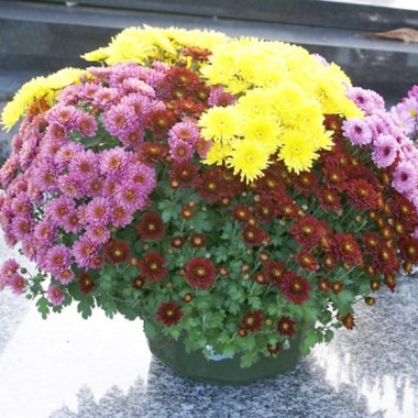 Image de Méli Mélo de Chrysanthèmes, coupe colorée - Entrefleuristes