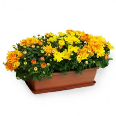 Image principale Jardinière chrysanthème jaune orange  | Entrefleuristes