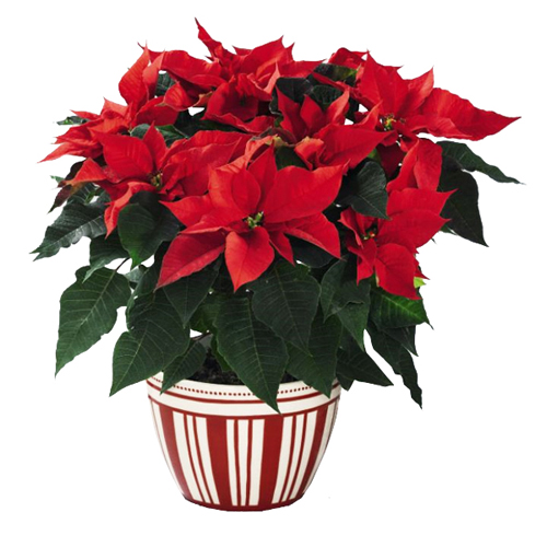 Poinsettia Rouge En Fleurs Livraison Plantes De Noël Entrefleuristes