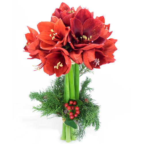 Bouquet Damaryllis Rouges Livraison De Fleurs Noël